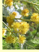 Акация дубильная, или мимоза (Acacia catechu ) Акация дубильная, или мимоза (Acacia catechu )